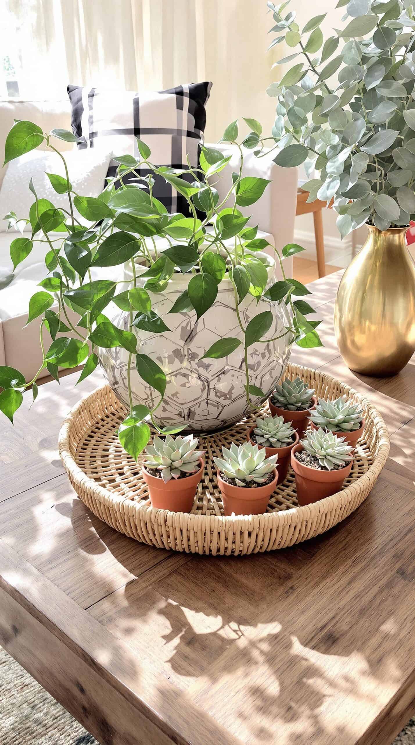 a tray of plants on a table in a living room